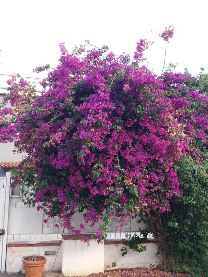 Casa Agrumeto - Locazione Turistica مونديلّو المظهر الخارجي الصورة
